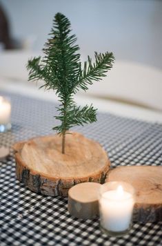 a small pine tree sitting on top of a piece of wood next to some candles