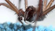 a close up view of a spider in the water