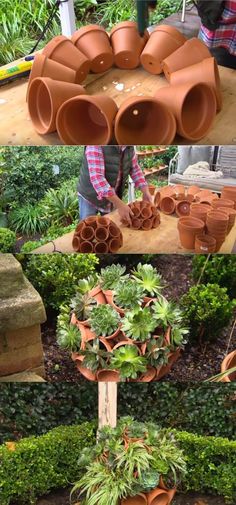 several different types of potted plants on display