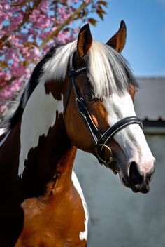 a brown and white horse standing in front of a tree with pink flowers on it