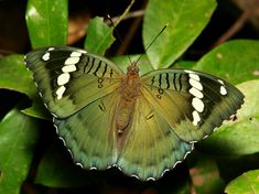 a green and white butterfly sitting on top of a leaf