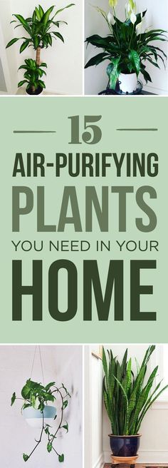 the top five air purifying plants you need in your home