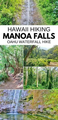 the hawaii hiking manoa falls in oahu waterfall hike is one of the best things to see