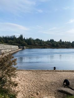 a dog is standing on the beach by the water