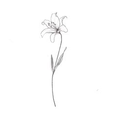 a drawing of a single flower on a white background