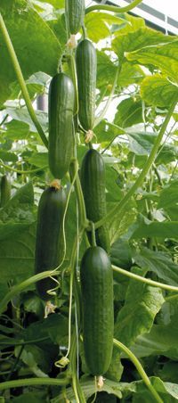 cucumbers growing on the vine in an open area with lots of green leaves