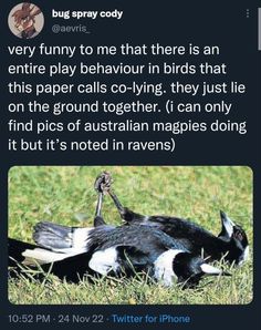 an image of a bird that is laying in the grass with its head on it's back