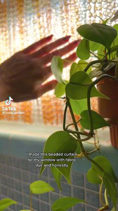 a hand reaching for a potted plant in front of a window