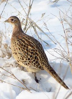 a bird is standing in the snow by some bushes
