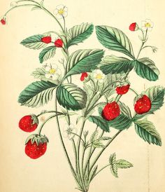 an antique print of strawberries and daisies