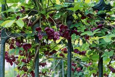 purple flowers are growing on the branches of an iron trellis with green leaves and red berries