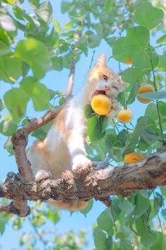 an orange and white cat sitting on top of a tree branch with fruit in it's mouth