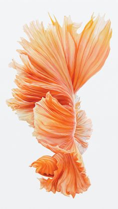 an orange flower is floating in the air with its petals still attached to it's back end