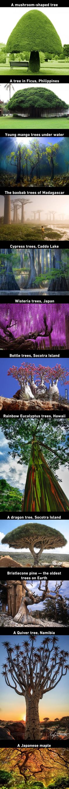 a series of photographs with trees and mountains in the background, all showing different colors