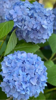 two blue hydrangeas with green leaves in the foreground and yellow flowers in the background