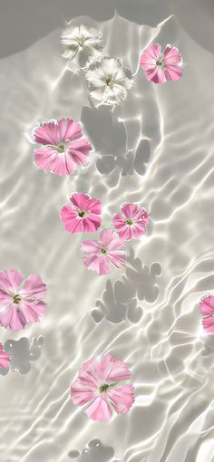 pink and white flowers floating in water with ripples
