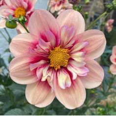 pink and yellow flowers with green leaves in the background