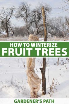 the cover of how to winterize fruit trees by gardener's path, with text overlay