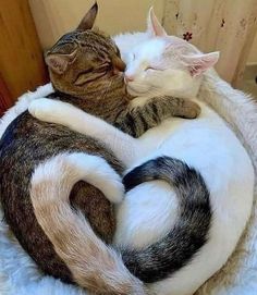 two cats cuddle together in a white and black cat curled up on top of each other