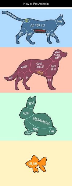 four different types of animals that are labeled in their own colors and sizes, with the words how to pet animals written on them