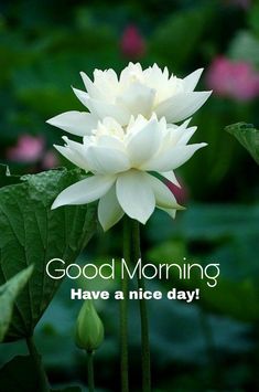 a white flower with the words good morning have a nice day