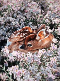 two fawns laying in the middle of some flowers