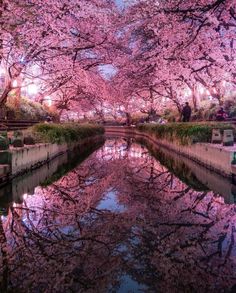 the water is full of pink flowers and trees
