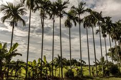 a row of palm trees in front of a cloudy sky