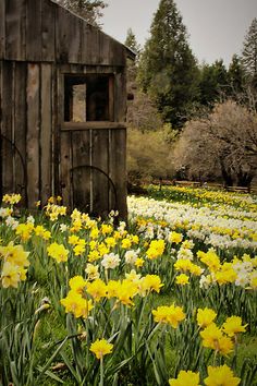 a field full of yellow and white flowers next to an old wooden shed in the woods