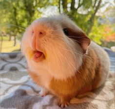 a close up of a small animal on a blanket