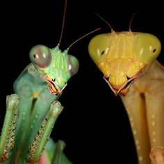 two green and yellow praying mantisses facing each other