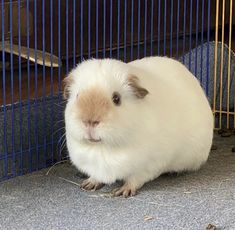 a white and brown guinea pig in a cage