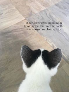 a black and white cat sitting on top of a wooden floor