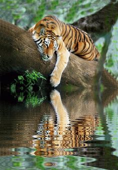 a tiger laying on top of a tree branch next to water