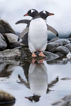 a penguin standing on top of a rock next to the ocean with its reflection in the water
