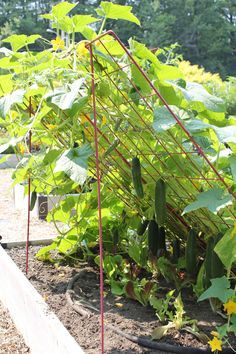 an image of some plants growing in the garden with long stems and green leaves on them