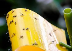 the fruit flies are all over the banana