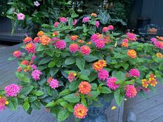 a potted plant with pink and orange flowers on a wooden deck next to other plants