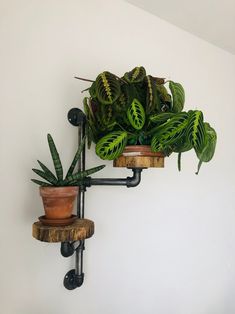 two potted plants are hanging on the wall next to a wooden shelf with pipes