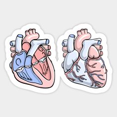 two stickers depicting the human heart