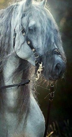 a white horse with long hair standing in the grass