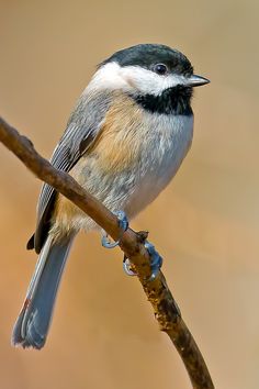 Vogel Gif, Carolina Chickadee, Bird Pics, Black Capped Chickadee, Kinds Of Birds, Haiwan Peliharaan, Nature Birds, Backyard Birds, Exotic Birds