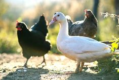 a group of chickens walking across a dirt road next to grass and flowers on the ground