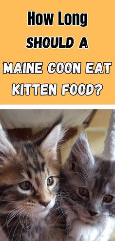 two kittens sitting next to each other with the caption how long should a maine goon eat kitten food?