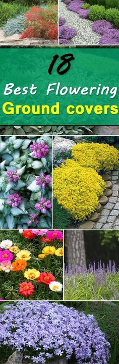 the best flowering ground covers for your yard and garden, including various types of flowers