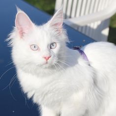 a white cat sitting on top of a blue table next to a white plastic chair