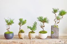 there are many small trees in the vases on this counter top, each with different plants growing out of them