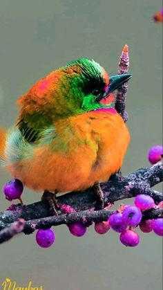 a colorful bird sitting on top of a tree branch next to purple and green berries