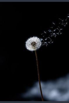 a dandelion blowing in the wind on a black background with red frame around it