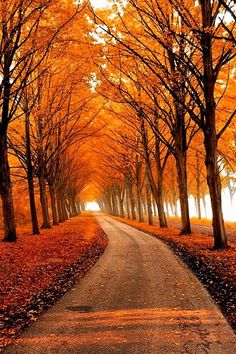 an image of a road that is surrounded by trees with yellow leaves on the ground